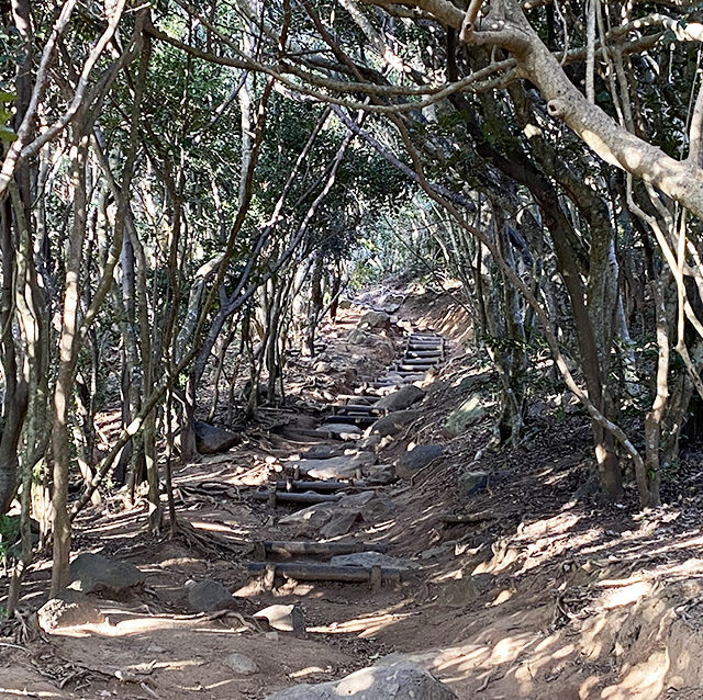 糸島のトトロの森へ。 ジブリの世界が広がる「芥屋の大門公園」