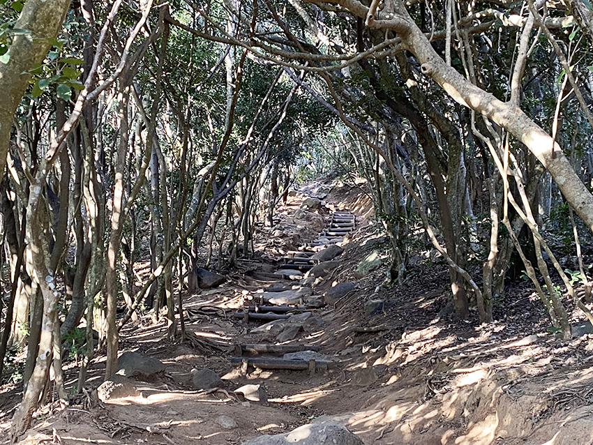 糸島のトトロの森へ。 ジブリの世界が広がる「芥屋の大門公園」