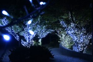糸島でイルミネーションを見るならここ！丸田池公園で開催「いとしまイルミネーション2022」