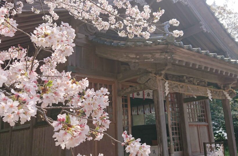 糸島・二丈にある島の桜と夕日のパワースポット！鎮懐石八幡宮