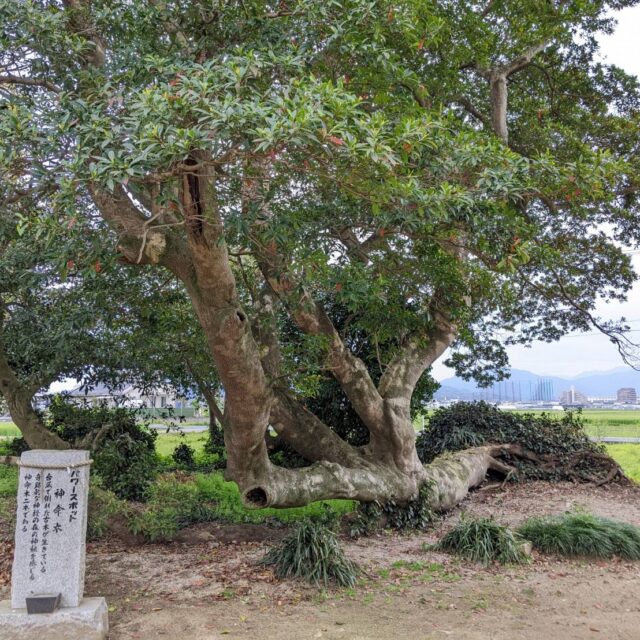 【糸島・志登】延喜式内社「志登神社」の境内に力強く生き続ける神名木