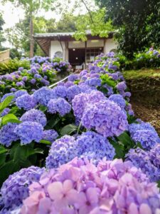 【糸島・泊】カラフルなあじさいがズラリ！石段を彩る「あじさい階段」がロマンティックなお寺「ヲベタ清正公堂」