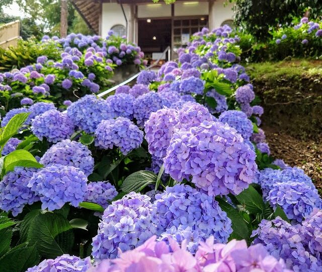 【糸島・泊】カラフルなあじさいがズラリ!石段を彩る「あじさい階段」がロマンティックなお寺「ヲベタ清正公堂」