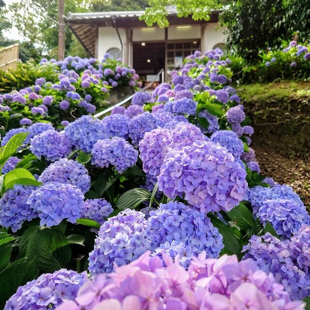 【糸島・泊】カラフルなあじさいがズラリ！石段を彩る「あじさい階段」がロマンティックなお寺「ヲベタ清正公堂」